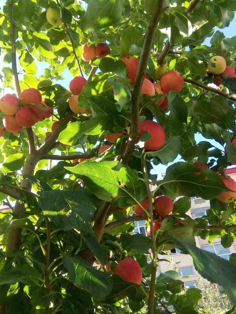 小苹果兴化版苹果隐藏带颜色的app-第2张图片-太平洋在线下载