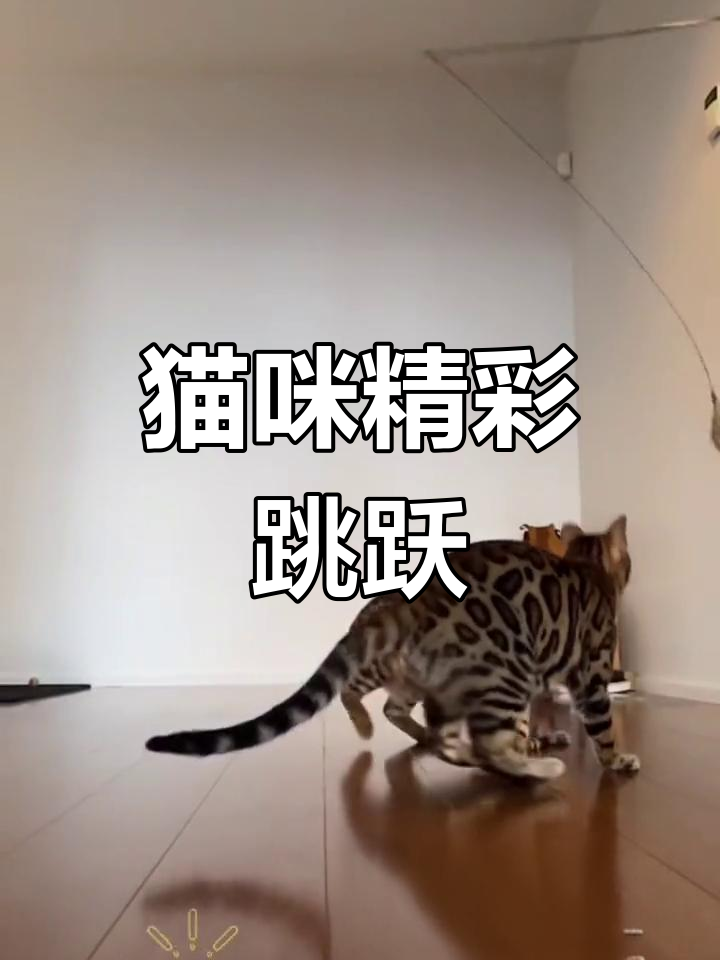 猫咪跳跃游戏苹果版(猫咪跳一跳游戏)
