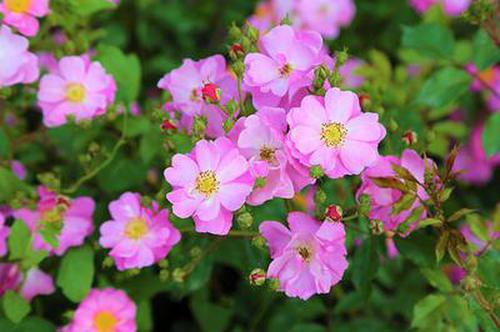 助我花app苹果版的简单介绍-第7张图片-有道翻译官网 助我花app苹果版的简单介绍-第7张图片-有道翻译官网